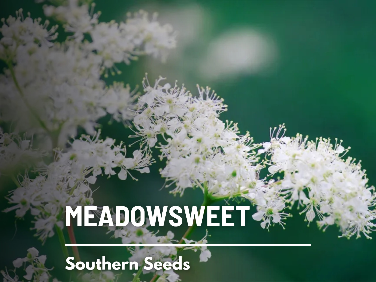 Meadowsweet – Heirloom Seeds – Medicinal Herb (Filipendula ulmaria)