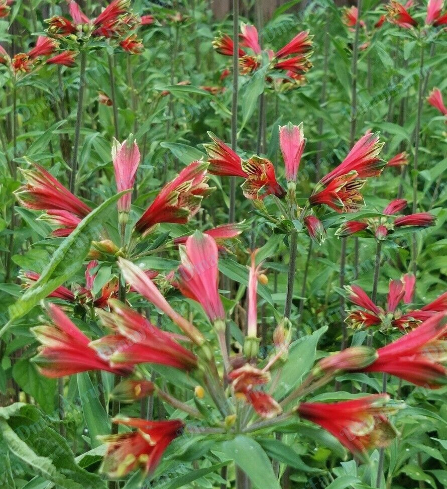 40 Forty Peruvian Princess Parrot Lily Flower Alstroemeria Psittacine Tubers