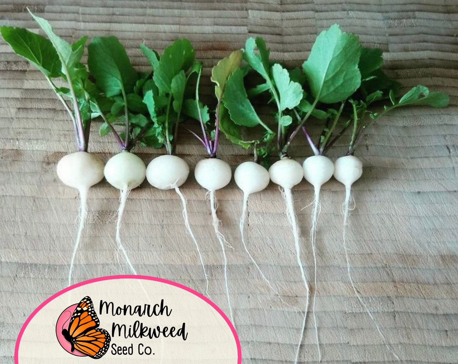 725+ Radish Seeds ‘White Hailstone’ | Heirloom, Non-GMO, Vegetable Garden Seed