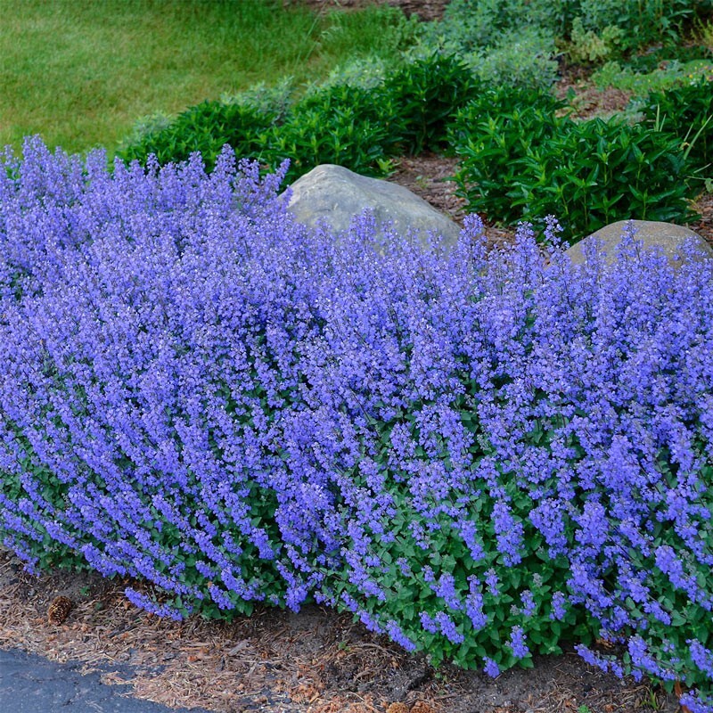 200+ CATNIP SEEDS – PERENNIAL – BUG REPELLING – NON GMO – HEIRLOOM – HERB