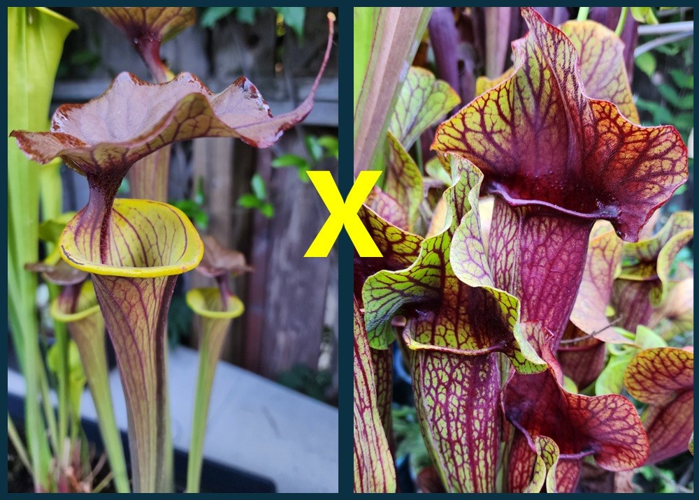 2025 SARRACENIA SEEDS: FLAVA CUPREA SELECT X CATESBEAI ORNATE RED [CP SEED]