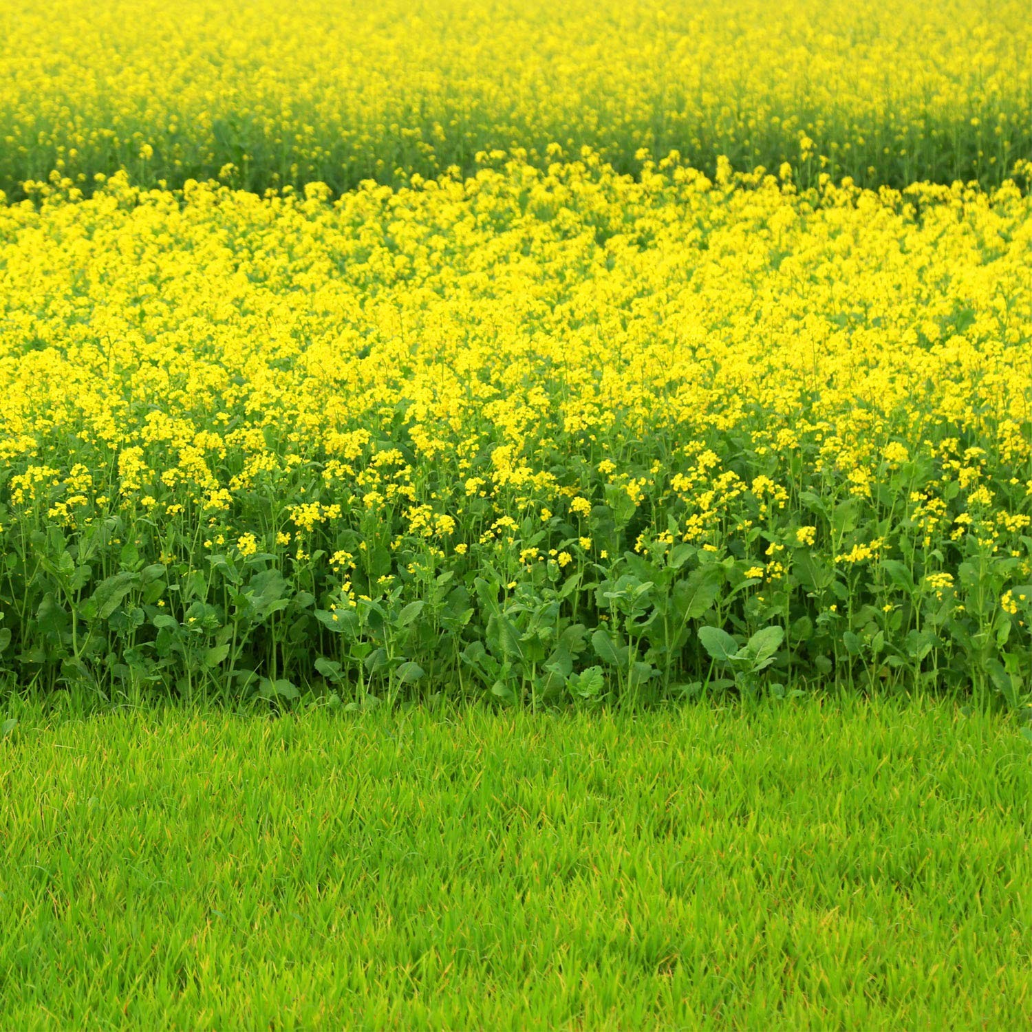 Black Mustard Seeds – 5000 Nutrient-Rich Microgreen Seeds for Easy Planting
