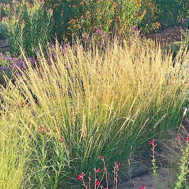 30 SIDEOATS GRAMA GRASS SEEDS – Bouteloua curtipendula