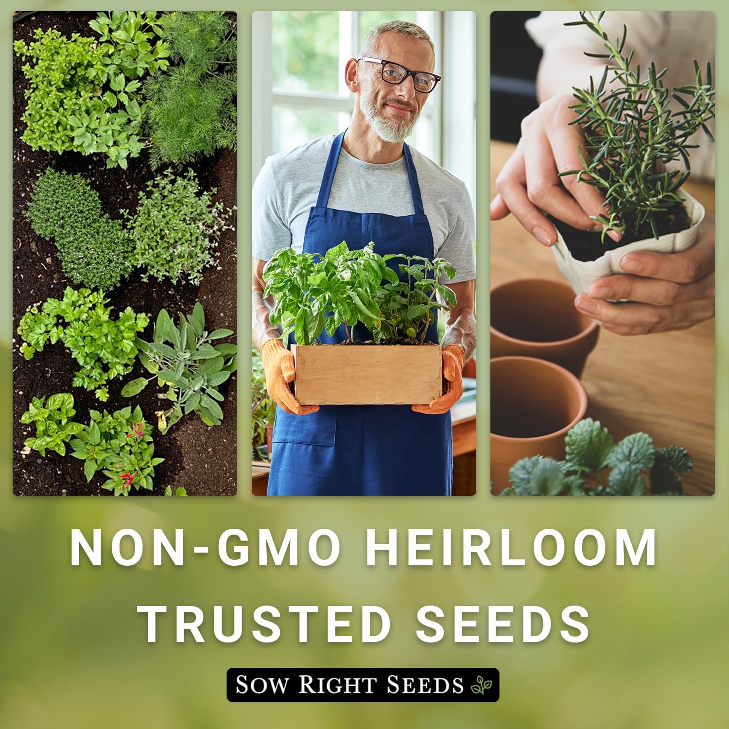 White Sage Seeds for Planting – Non-GMO Heirloom – Indoor/Outdoor Herb Garden