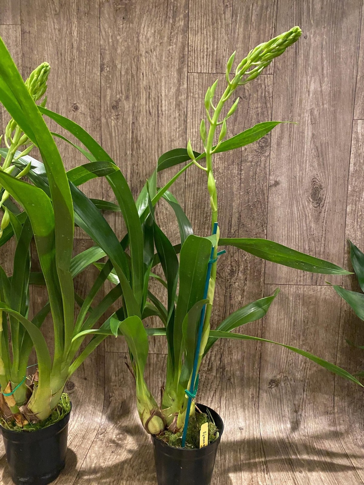 In Spike XL Grammatocymbidium Memoria Nathan Newman (4” Pot)