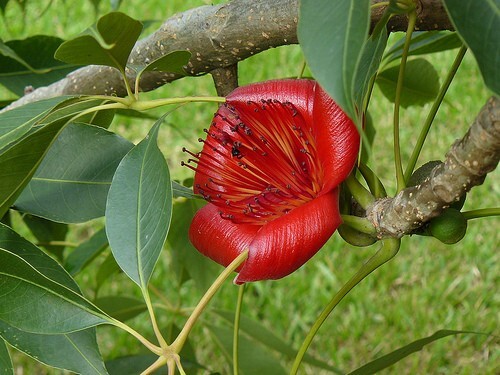 Bombax Ceiba Tree, Edible Fruit Kopak Red Silk Cotton 80 Seeds