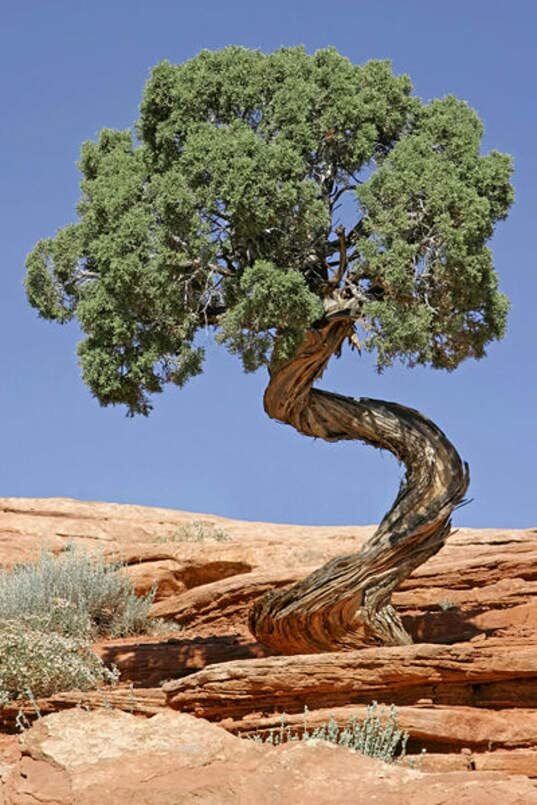 Utah Juniper Seeds for Planting (30 Seeds) – Highly Prized Bonsai Species – Juni