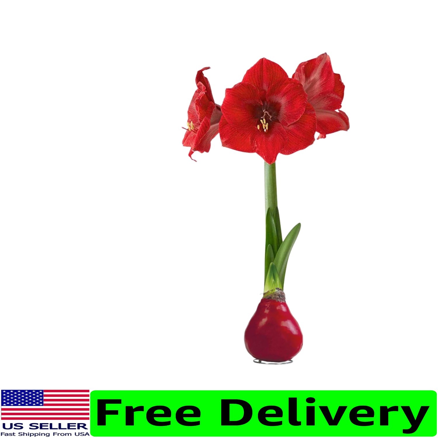 Stunning Live Waxed Amaryllis Plant – Perfect Low Maintenance Holiday Gift