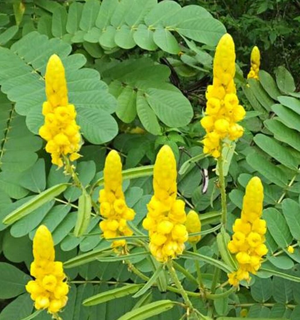 Cassia Senna Alata 100+ Fresh Seeds Candlestick Emperor’s Yellow Flower Plant