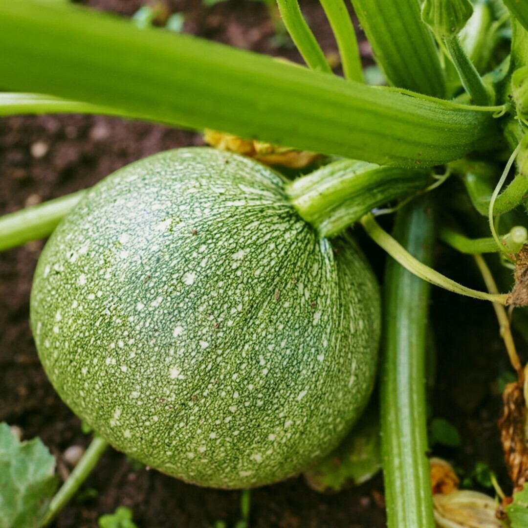 Zucchini Summer Squash Round Ball – GMO FREE /Heirloom seeds/organically grown