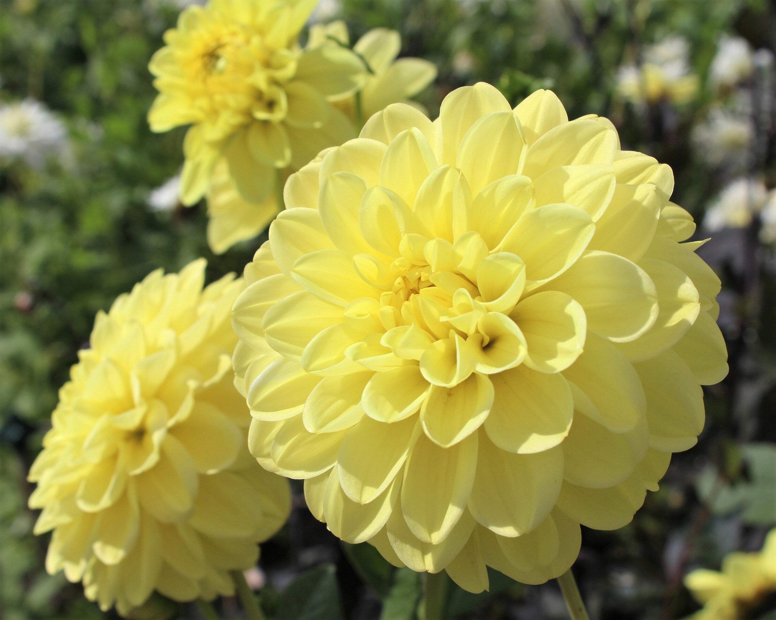 50 WATERCOLOR MIX DAHLIA Variabilis Double Bloom Mixed Colors Flower Seeds