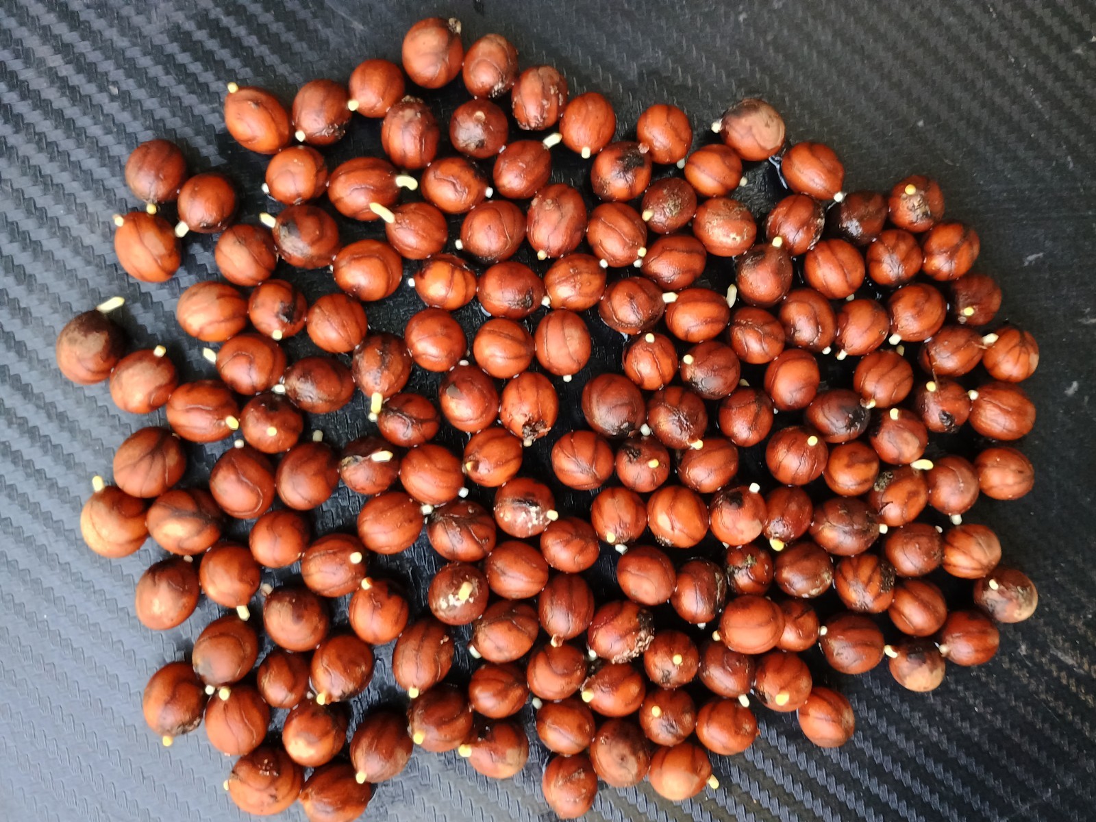 Pseudophoenix sargentii Buccaneer Palm Tree Seeds Pre sprouted Quantity Of 20
