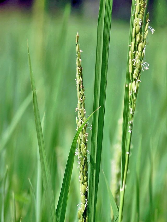 Oryza sativa | Black Rice | 20 Seeds