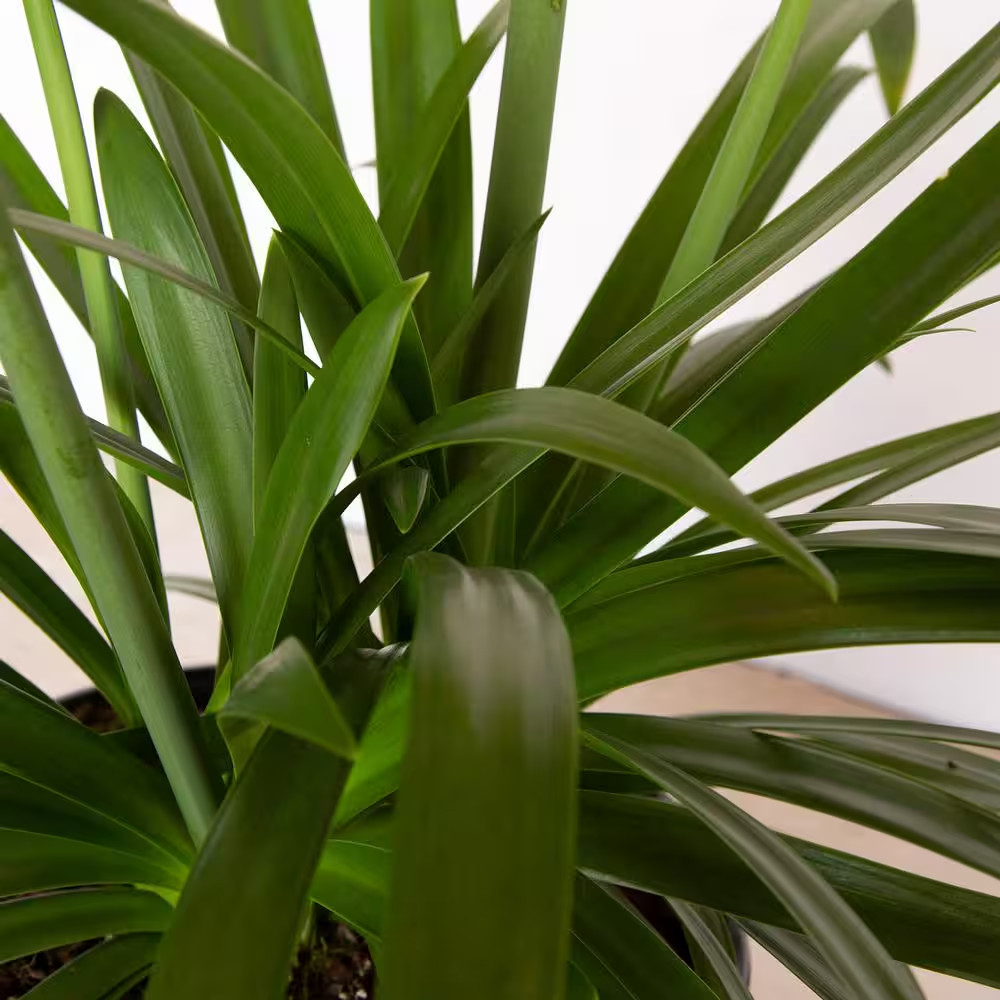 2.5 Qt. Ever White Agapanthus (Lily of the Nile) with Reblooming Brilliant White