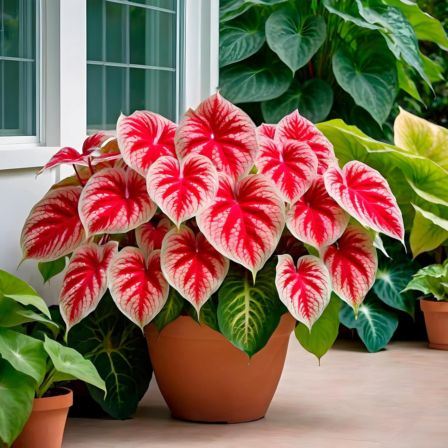 6 Crimson Sky Caladium Bulbs for Planting – Perennial Hosta, Elephant Ears, Fanc