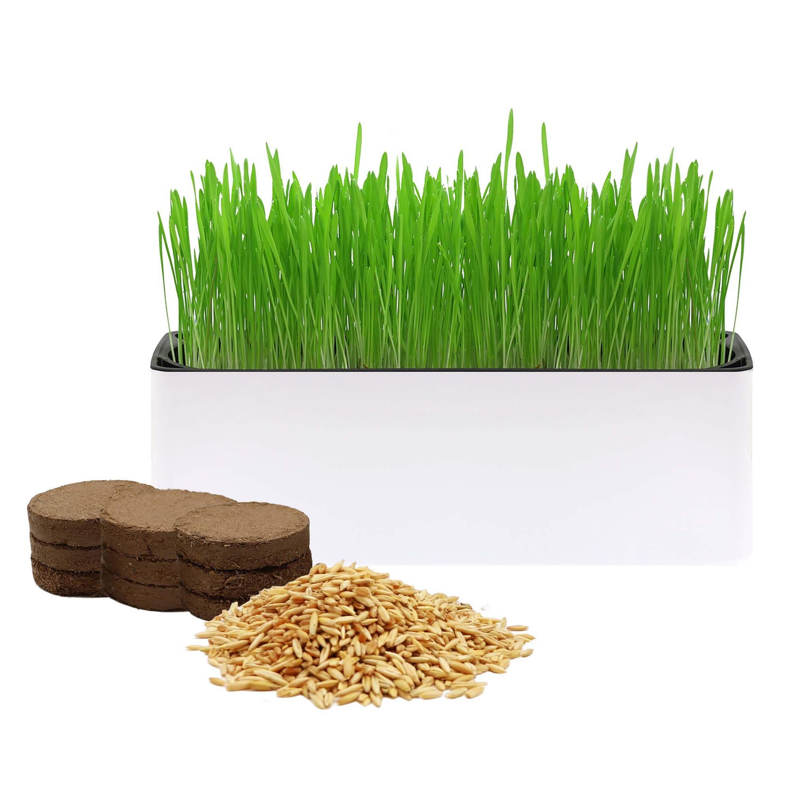Cat Grass for Indoor Cats with Organic Cat Grass Seed Mix – Rectangular Plant…