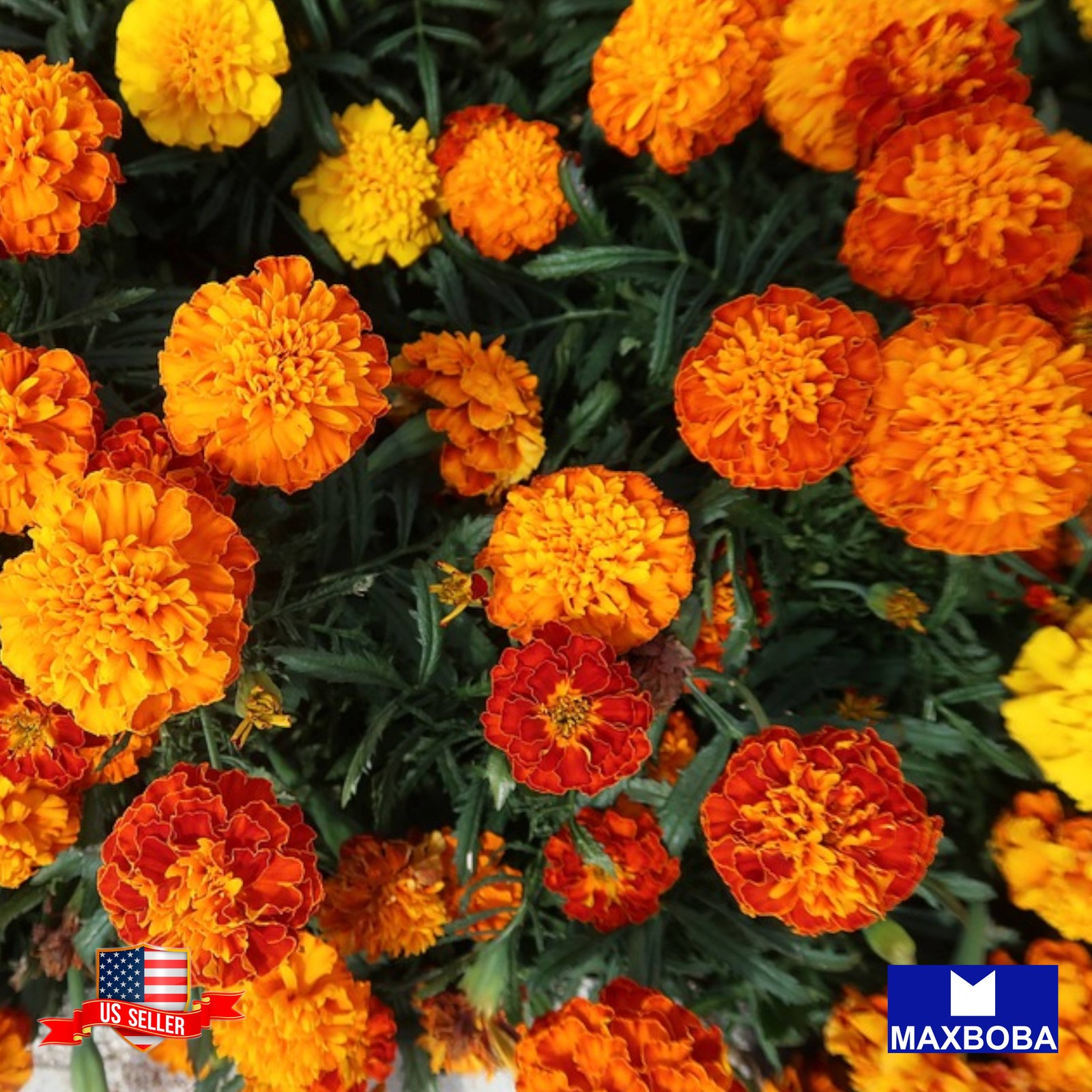 Premium Fresh 1200 Seeds French Marigold Sparky Mixture Non-GMO