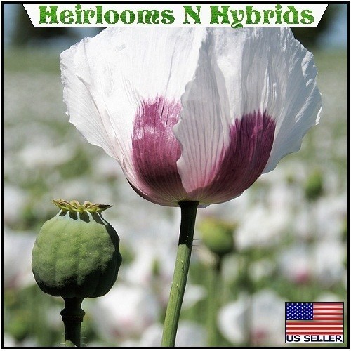 10,000 Fresh Tasmanian Papavaer Somniferum Poppy Seeds for Planting Non-GMO