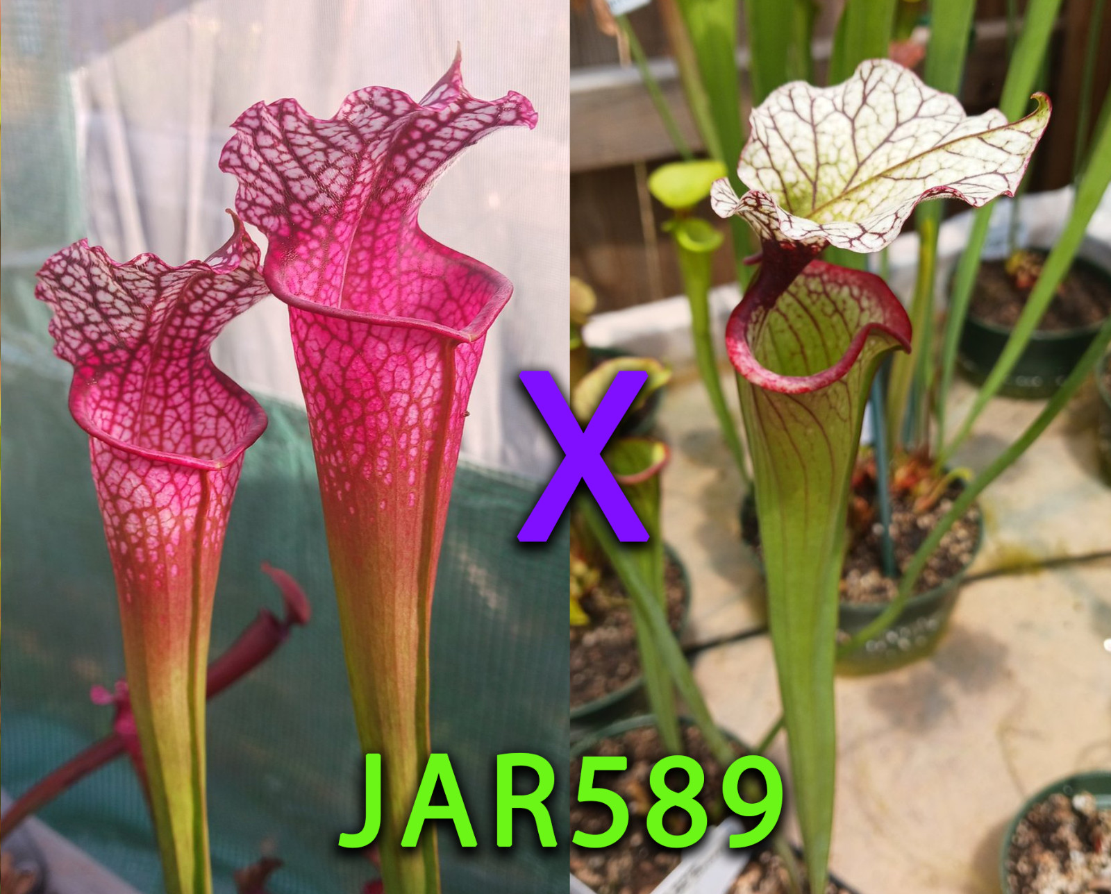 Sarracenia Seeds – JAR589 Daina’s Delight x (Adrian Slack x Hot Lips)