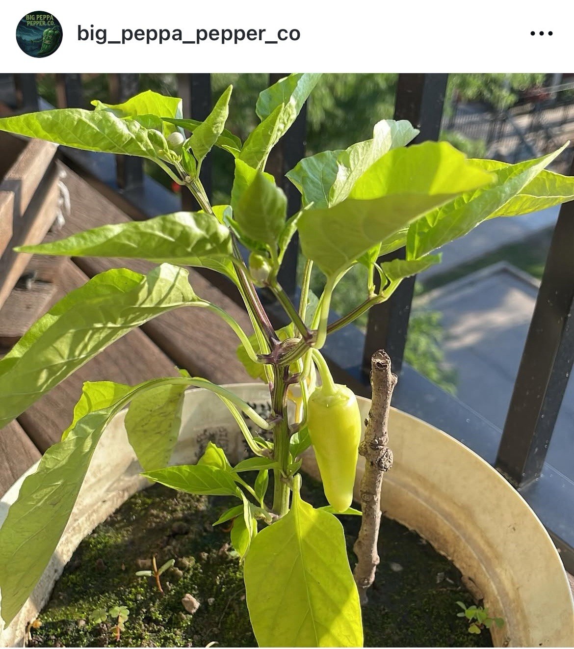 [SANTA FE GRANDE] PEPPER SEEDS FREE SHIPPING! USA GROWN🌱