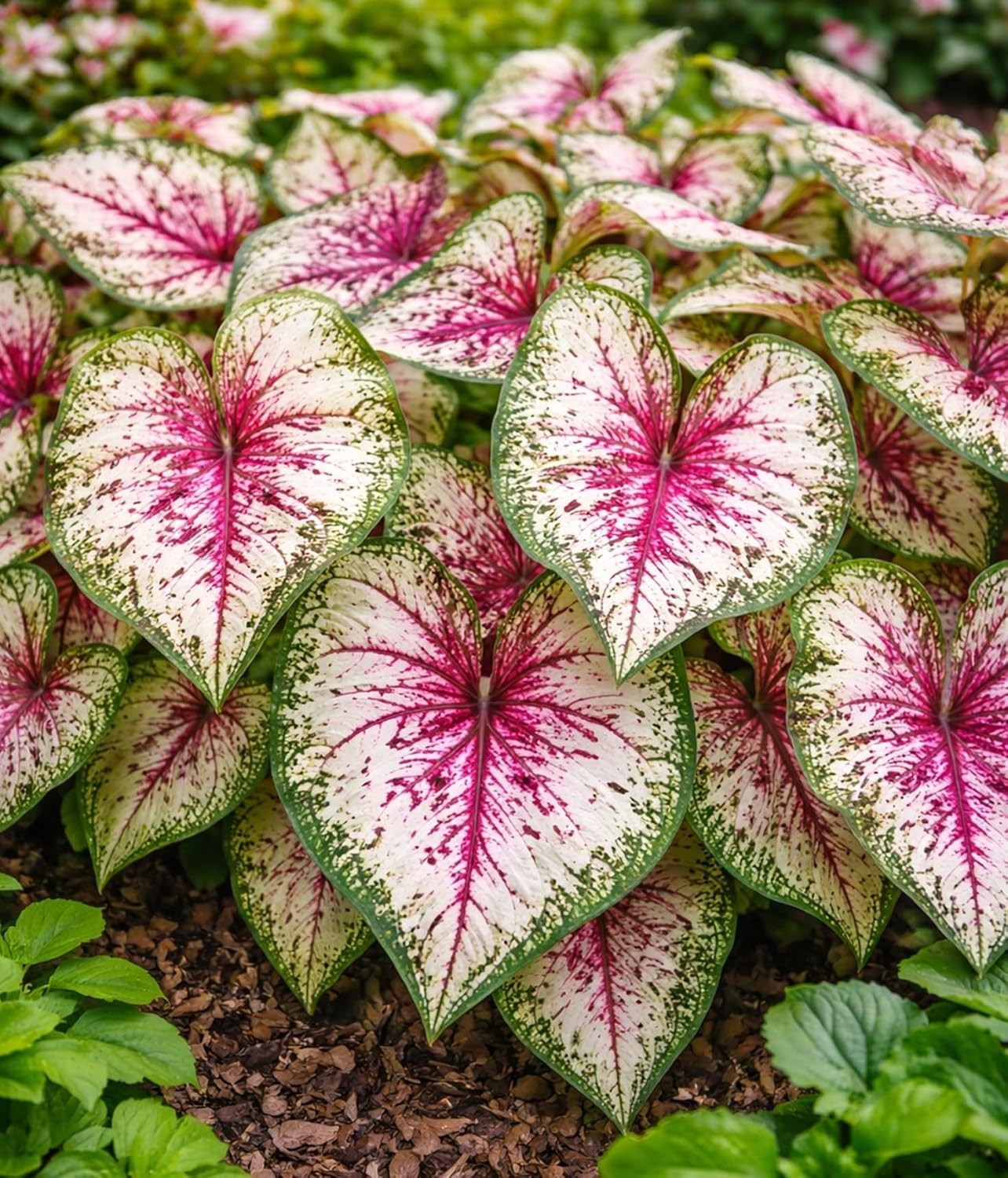 Wine Splashed Caladium Bulbs 2 Count for Planting Caladium Care