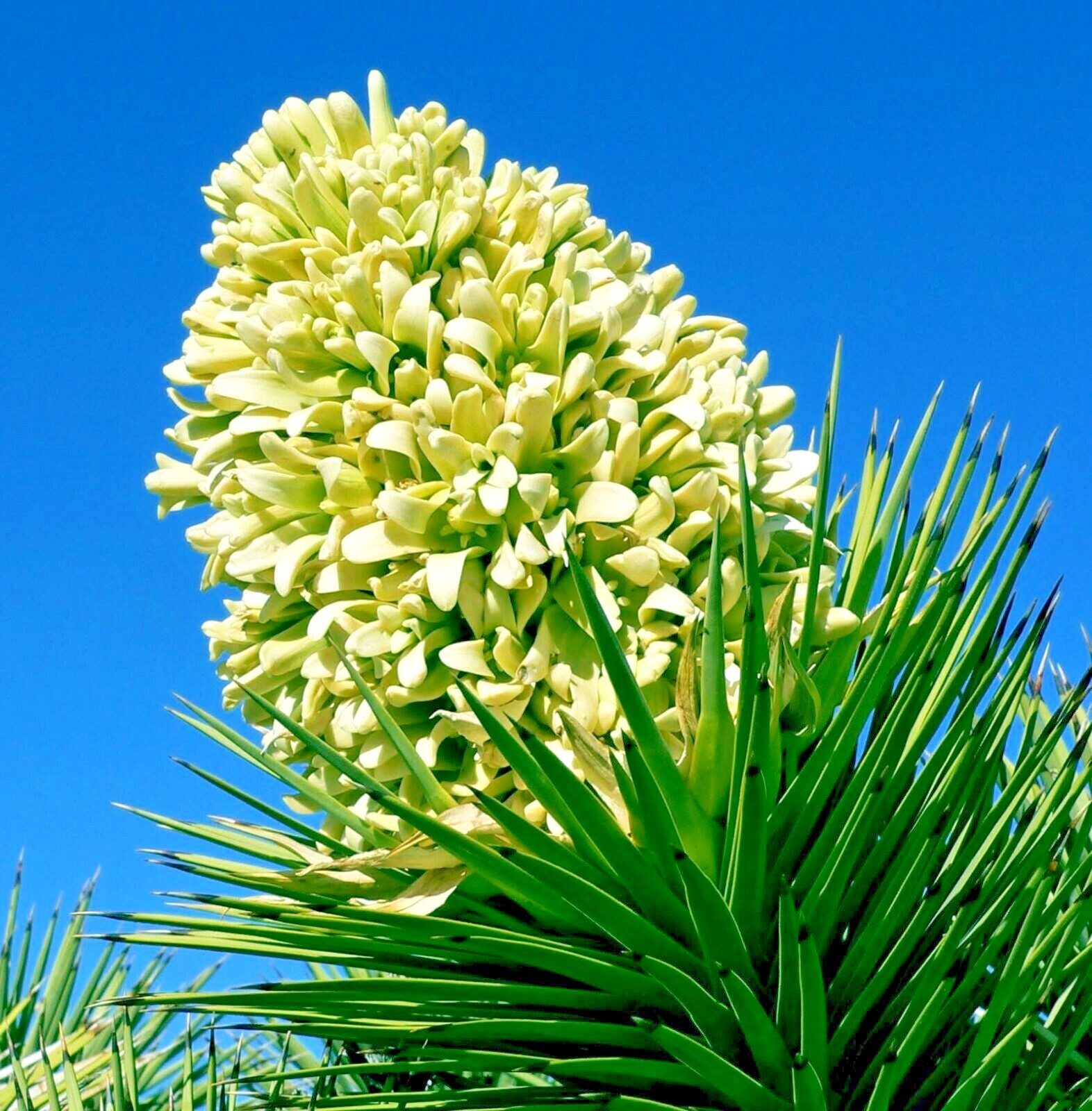 JOSHUA TREE SEEDS “Largest Yucca Plant” Cactus Cacti Succulent Palm Flower RARE!