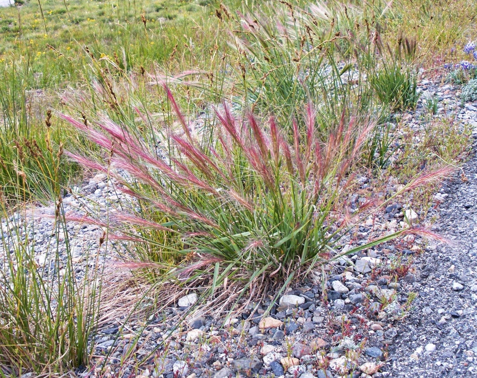 300 Bottlebrush SQUIRRELTAIL RYE GRASS Elymus Elymoides Sitanion Hystrix Seeds