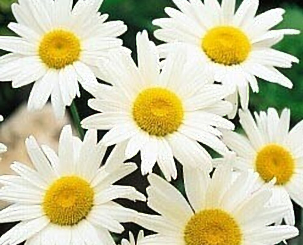 Shasta Daisy Alaska Nice Garden Flower By Seed Kingdom 1/4 Lb Seeds