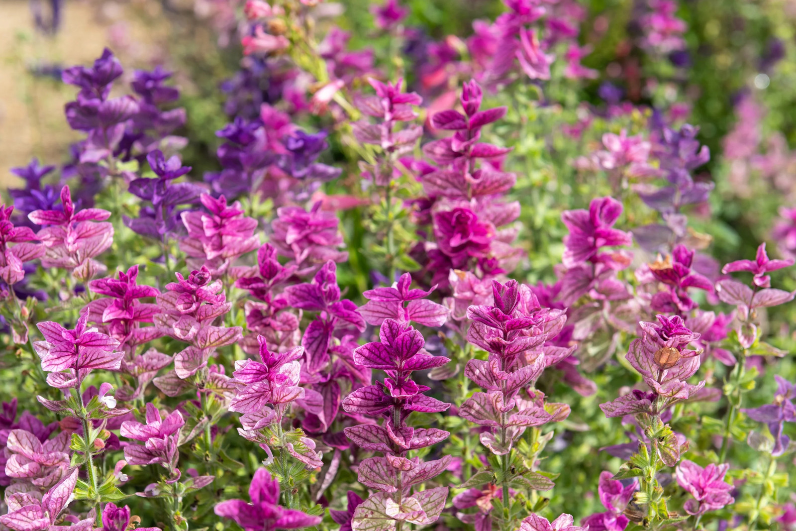 75 TRICOLOR CLARY SAGE Mix Blue Pink Salvia Viridis Horminum Herb Flower Seeds