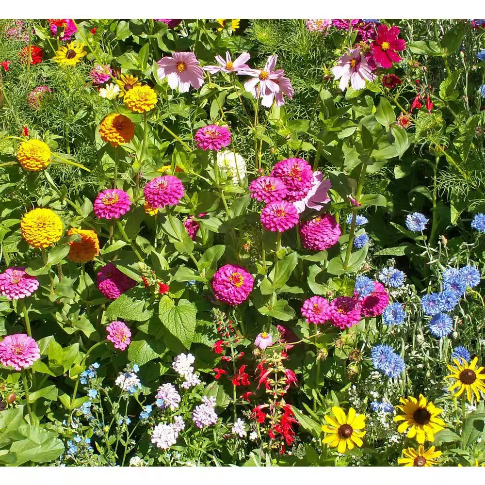 Earth Science 12138-6 Butterfly & Hummingbird All-in-One Wildflower Seed Mix 2lb