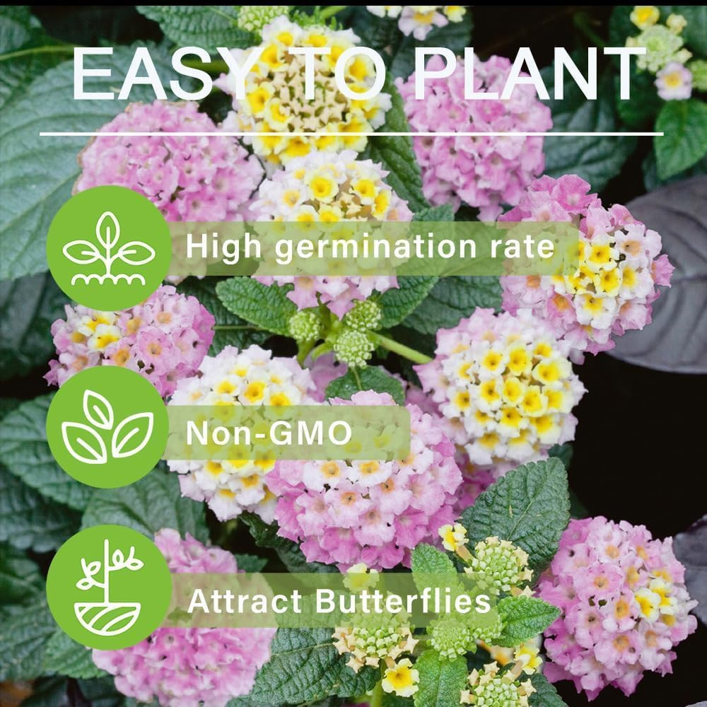 280+ Lantana Camara Mixed Colors Seeds, Non-Gmo, Fragrant Perennial Flower