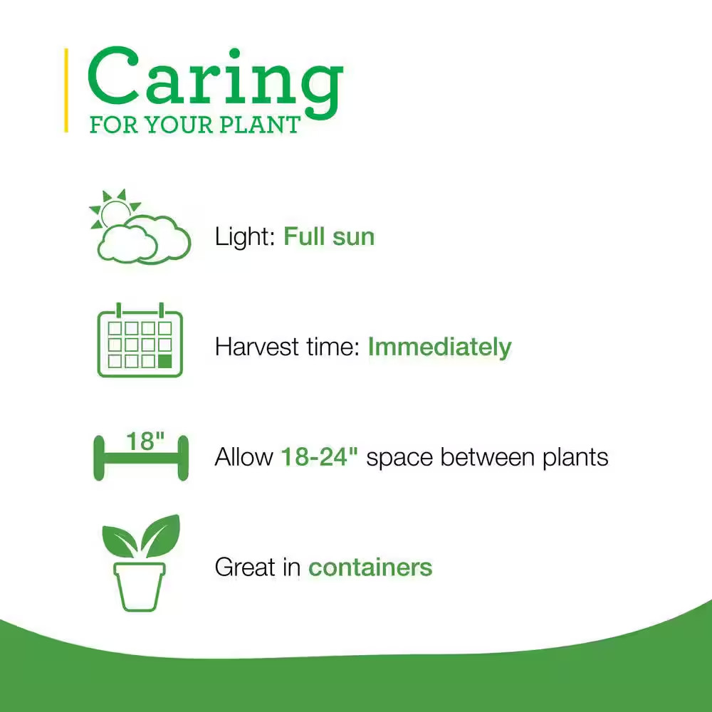 19 Oz. Garden Sage Herb Plant (2-Pack)