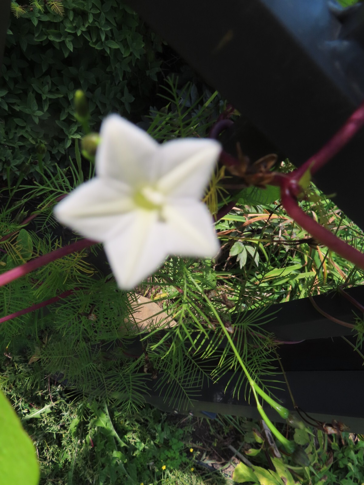 CYPRESS VINE MIX OF RED, PINK & WHITE FLOWERS – LOVED BY HUMMINGBIRDS SEEDS(15)