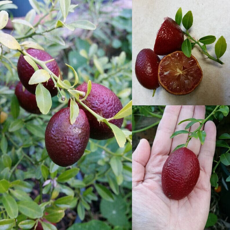 Rare AUSTRALIAN red Lime – 3 cuttings , scion wood ,no roots