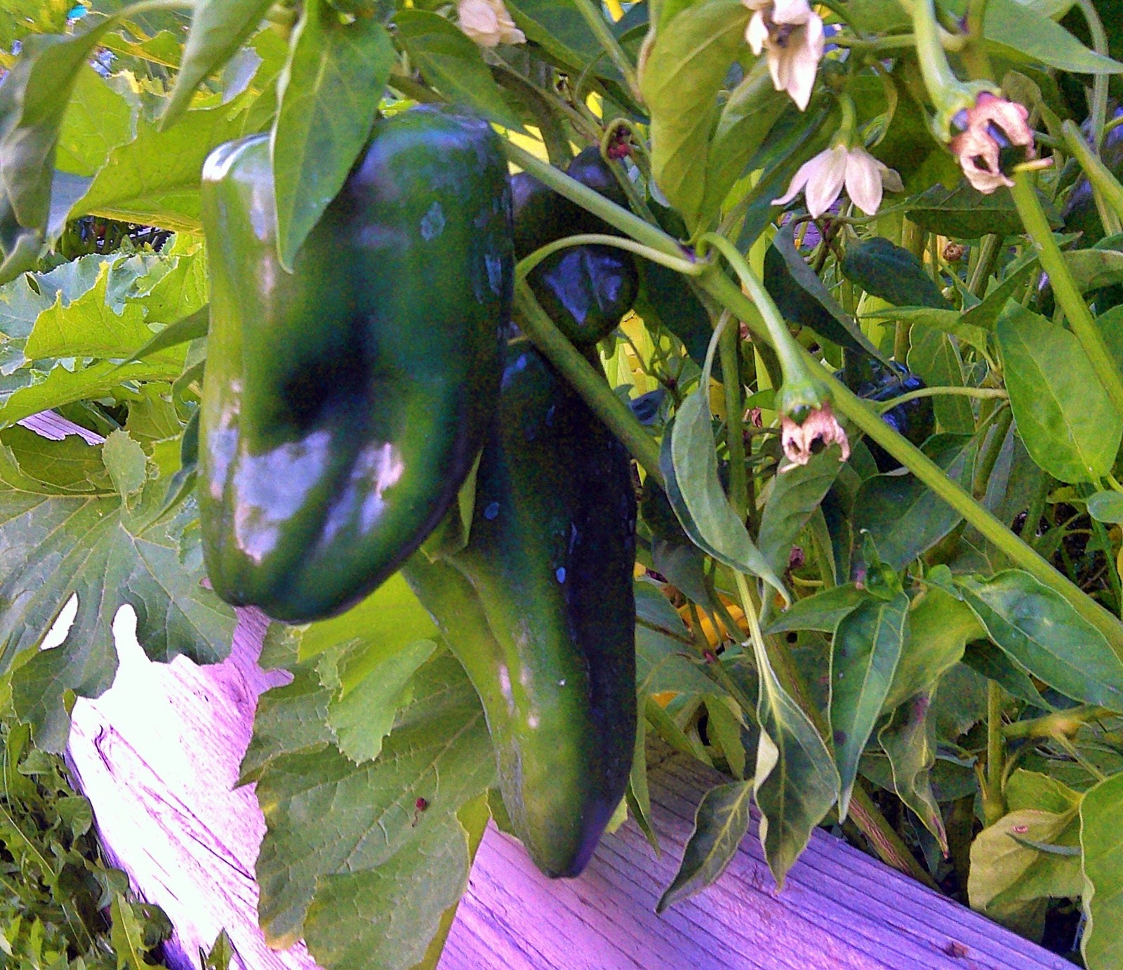 Ancho Grande Pepper Seeds Box Garden Seeds LLC Heirloom Easy Grow USA