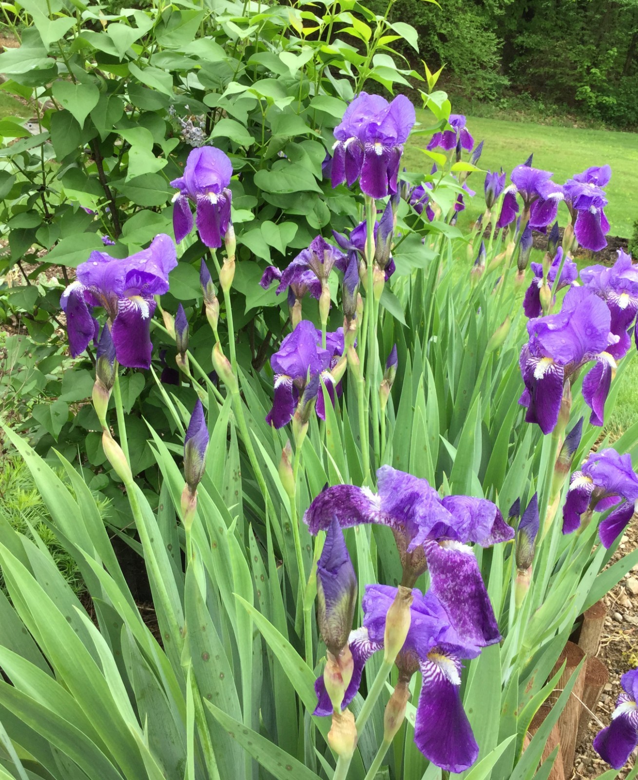 LOT of 3 Tall Dark Purple Old Fashioned Bearded Iris Rhizomes Bulbs