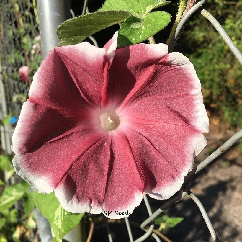 Box of Chocolates Japanese Morning Glory Sampler – ipomoea NIL – 6 seeds