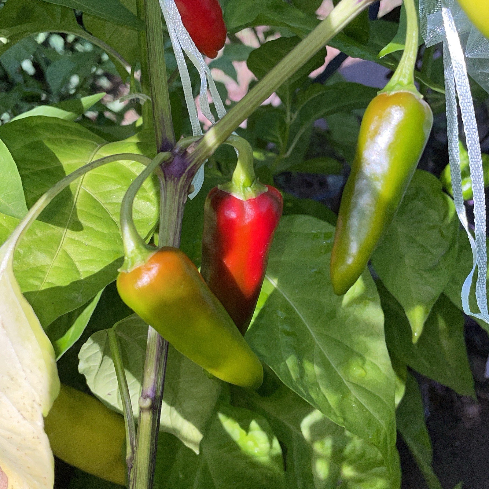 [FISH PEPPER] SEEDS •HISTORIC PEPPER• FREE SHIPPING!