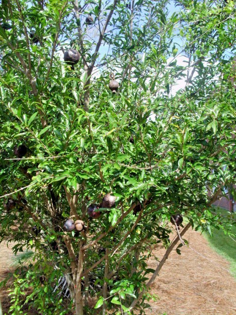 20 EIGHT BALL POMEGRANATE SEEDS – Punica granatum “Eight Ball”