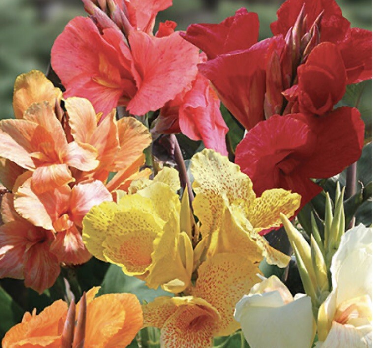 5 Canna Lily Rhizome Bulbs “ Variety Pack” Mix Lot Of Colors 100% Organic