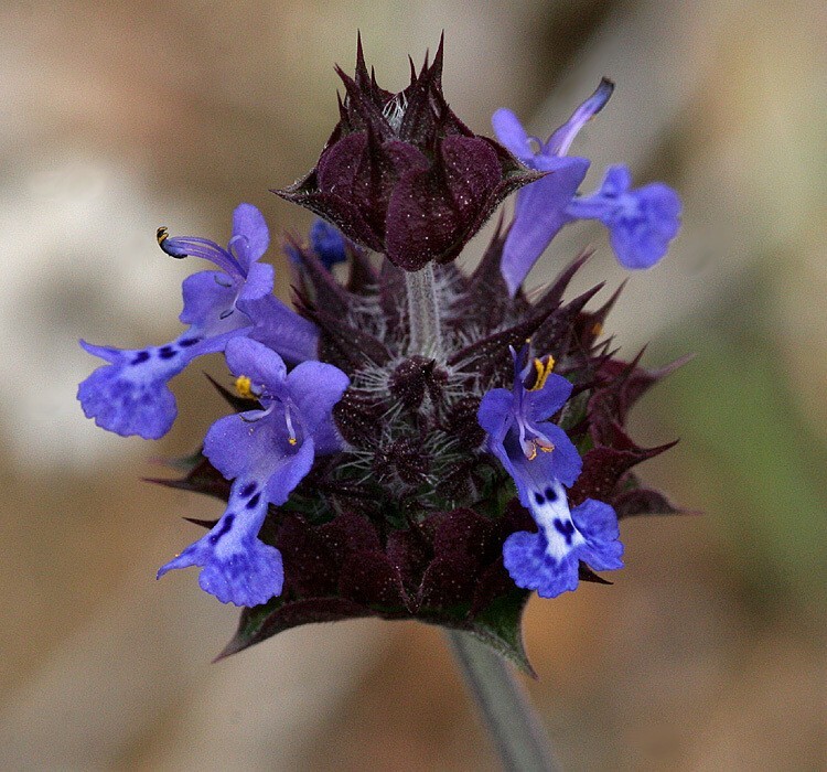 100+ salvia columbariae seeds 95% germination rate see images .