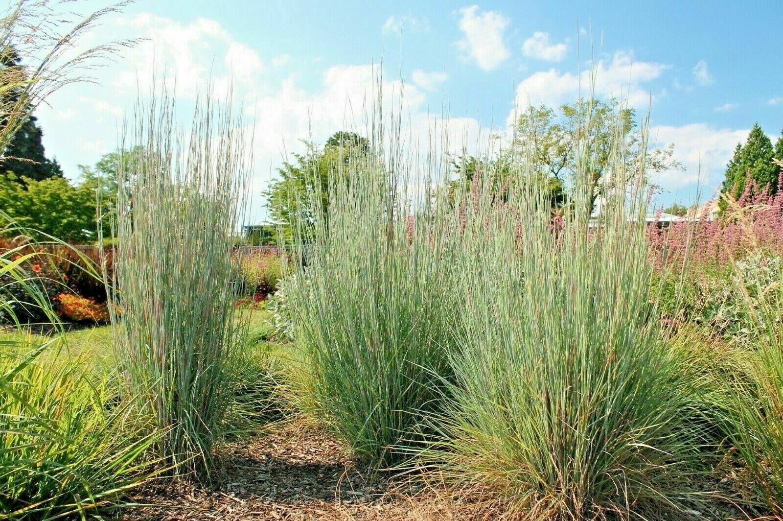 1000 Big Bluestem Seeds American Native Prairie Grass Andropogon gerardii