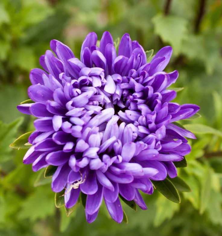 Aster JEWELASTER Purple SemiDwarf Unique Feathery Huge Flowers Non-GMO 200 Seeds