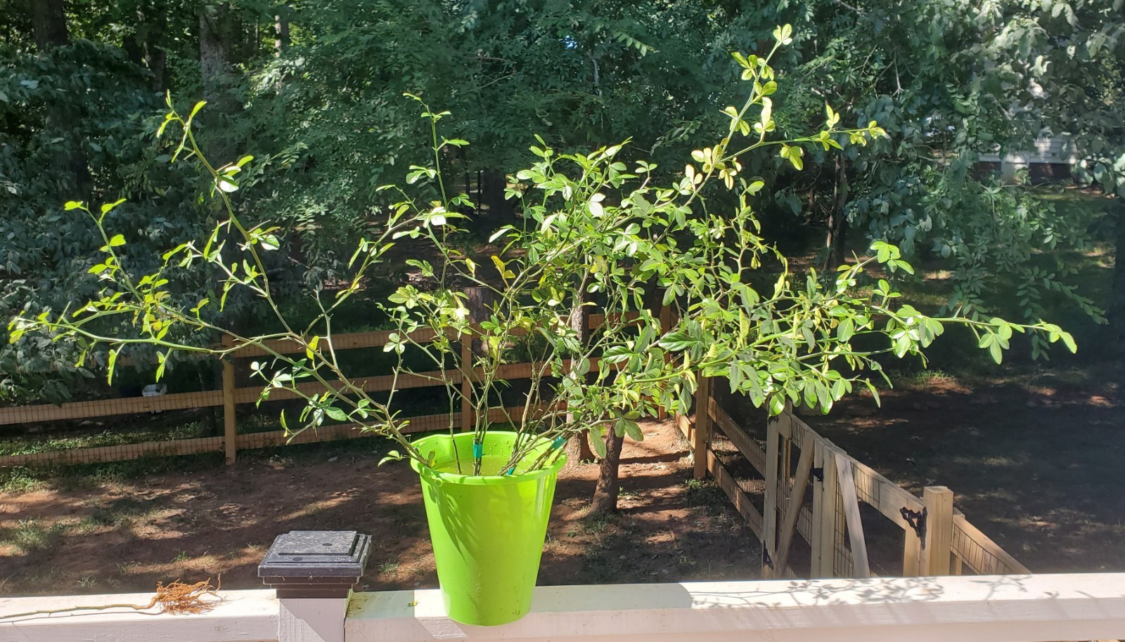 Poncirus Trifoliata Citrus Trifoliate Oranges (5 Ct) YEAR 4 Seedlings 18-24″ 🍊
