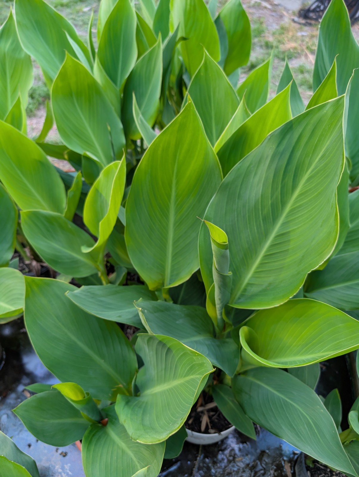 12 ROOTED KING HUMBERT CANNA LILY RHIZOMES Giant Tropical Orange Yellow 5-7FT