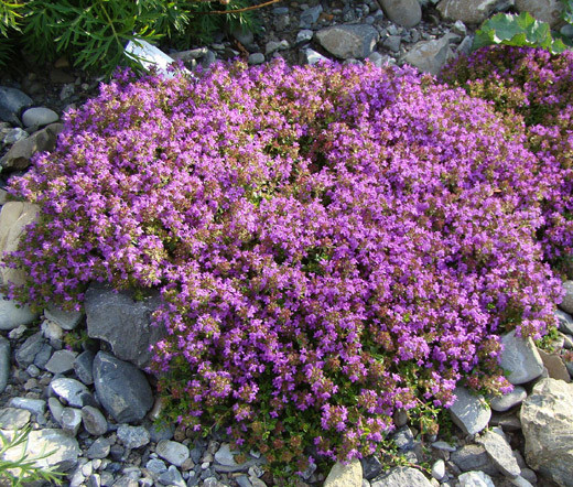 CREEPING THYME Thymus Serpyllum – 25,000 Bulk Seeds