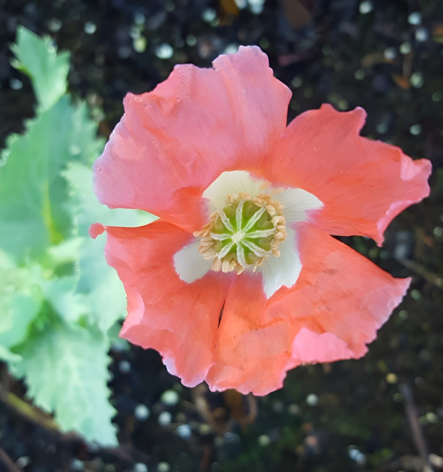 500 Queen’s Poppy Seeds P. Somniferum – Very Rare – Salmon & White Blooms