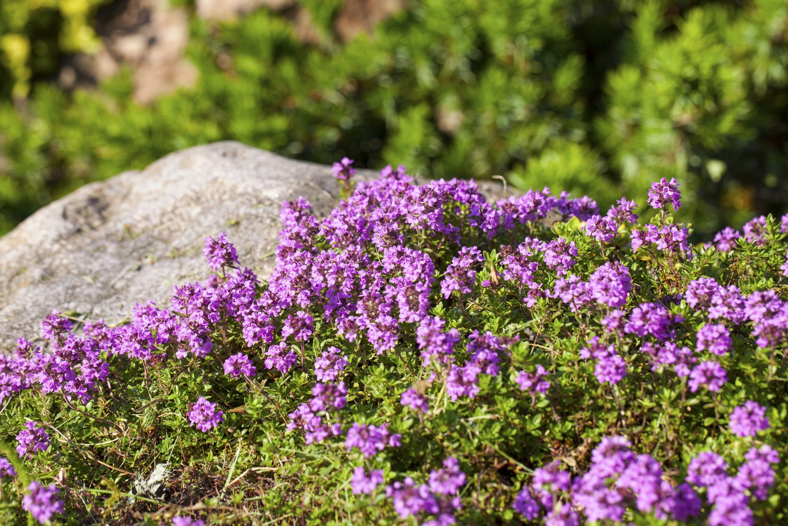 1000 THYME Common English German French Garden Winter Thymus Vulgaris Herb Seeds