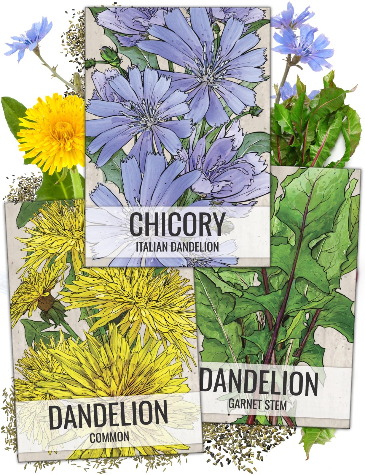 Dandelion Seed Packet Collection NonGMO Seeds for Planting 3 Varieties