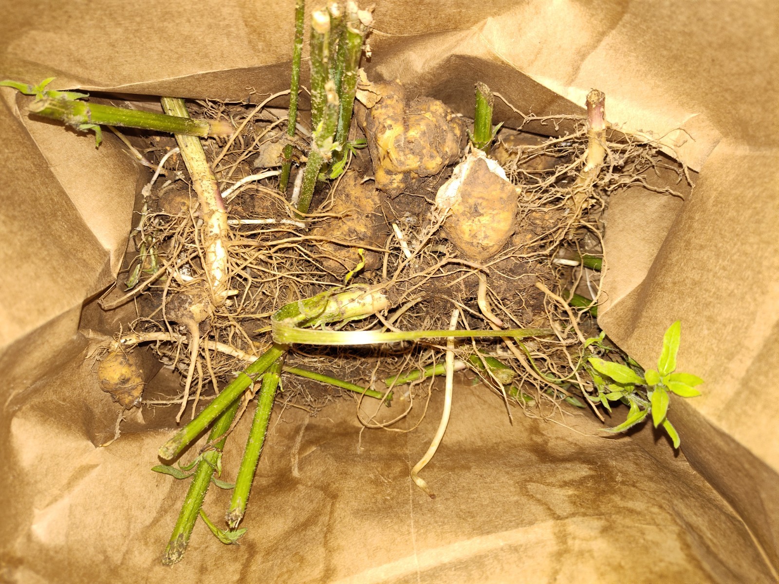 Jerusalem Artichokes tubers Sunchokes  10 starts freshly dug for planting